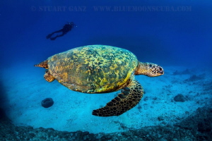 Green sea turtle swimming by as diver looks on. by Stuart Ganz 